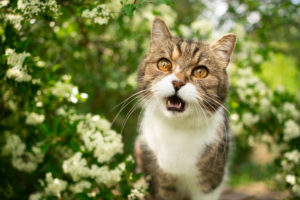 tabby white british shorthair cat meowing in nature tabby white british shorthair cat meowing in nature